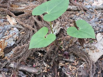 ウスバサイシン