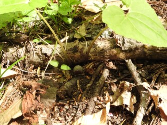 ウスバサイシン