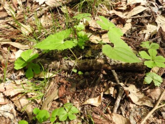 ウスバサイシン