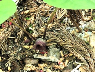 ウスバサイシンの花