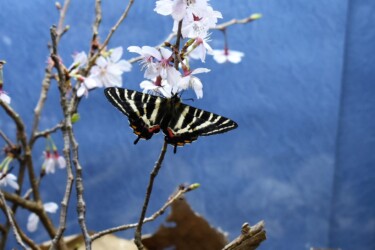 カンアオイが食草のギフチョウ