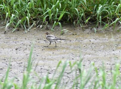 ハクセキレイの幼鳥