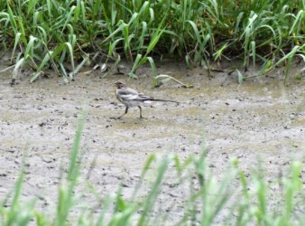 ハクセキレイの幼鳥