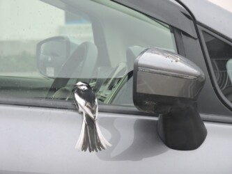 サイドミラーの前に降りる