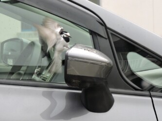 サイドミラーに攻撃する?