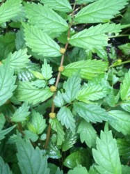 ウワバミソウ(ミズ)のツボミ