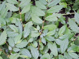 ウワバミソウ(ミズ)のツボミ