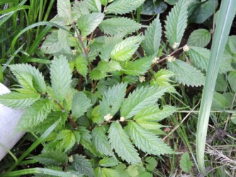 ウワバミソウ(ミズ)の花