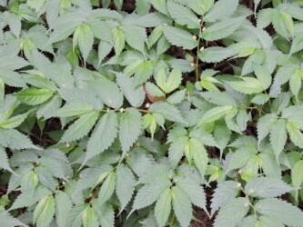 ウワバミソウ(ミズ)の花