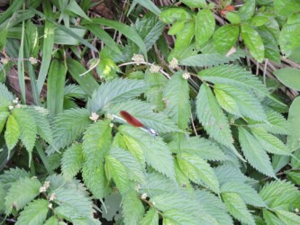 ウワバミソウ(ミズ)の花