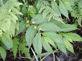 ウワバミソウ(ミズ)の花