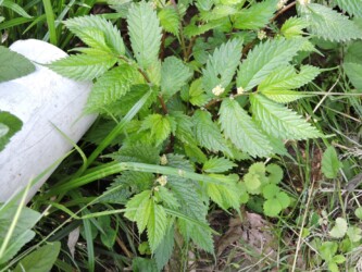 ウワバミソウ(ミズ)の花