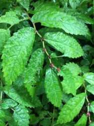 ウワバミソウ(ミズ)のムカゴ