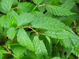 ウワバミソウ(ミズ)のムカゴ