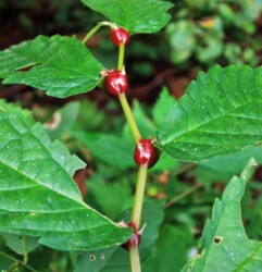 ウワバミソウ(ミズ)のムカゴ