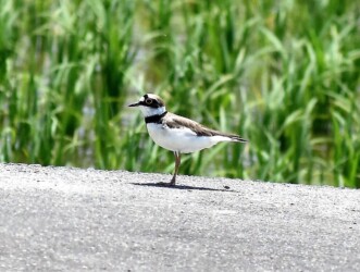 コチドリの幼鳥か?