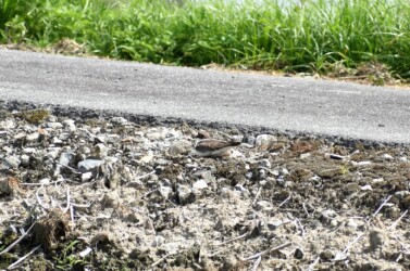 コチドリの幼鳥か?