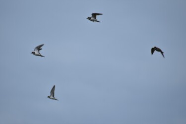 飛翔中のコチドリ