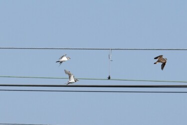 飛翔中のコチドリ