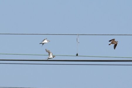 飛翔中のコチドリ