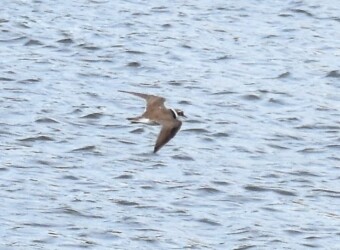 水面上を飛翔中
