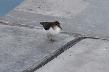 似ているイソシギ