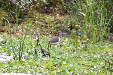 似ているイソシギ