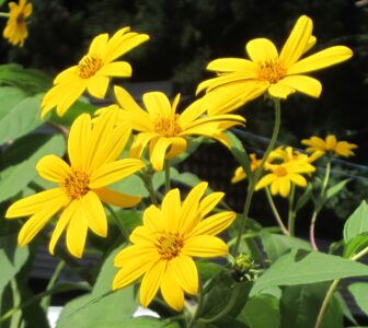 キクイモの花