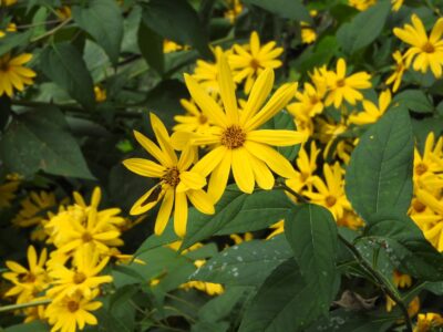 キクイモの花