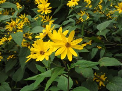 キクイモの花