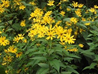 群生して咲くキクイモの花