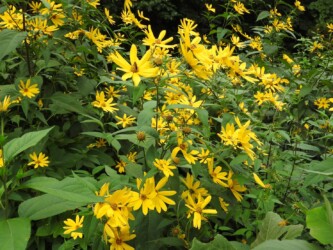 群生して咲くキクイモの花