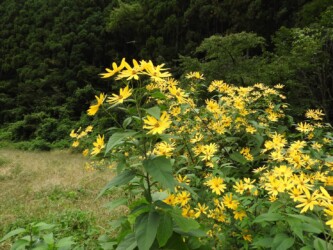 群生して咲くキクイモの花