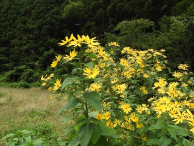 群生して咲くキクイモの花