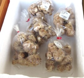 農産市場で売っているキクイモの根