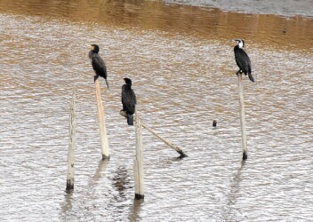 カワウは高いところが好きみたい