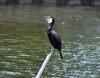 カワウは高いところが好きみたい