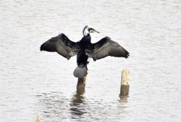 どこでも四六時中羽を乾かす