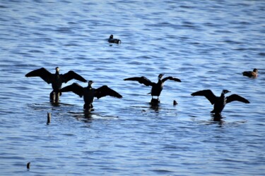 どこでも四六時中羽を乾かす