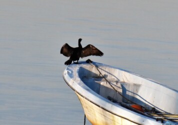 どこでも四六時中羽を乾かす