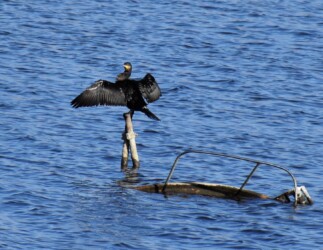 どこでも四六時中羽を乾かす
