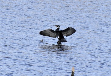 どこでも四六時中羽を乾かす