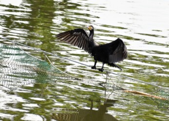 どこでも四六時中羽を乾かす