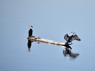 どこでも四六時中羽を乾かす