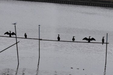 どこでも四六時中羽を乾かす