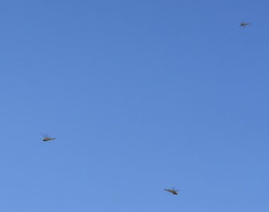上空を数匹で飛ぶ