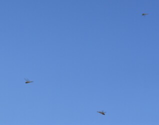 上空を数匹で飛ぶ