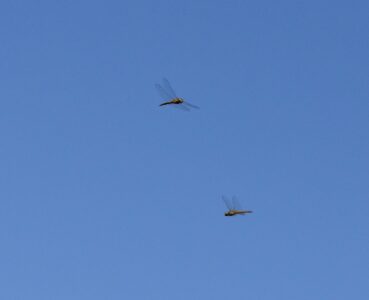 上空を数匹で飛ぶ