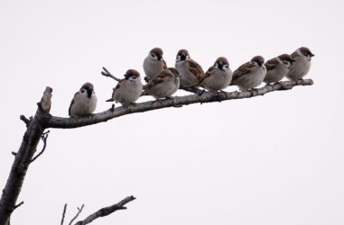 ①いつもいる鳥 スズメ