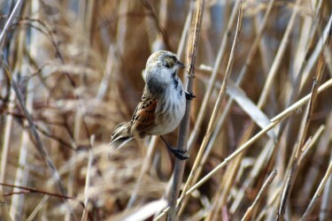 ②冬に見られる鳥 オオジュリン